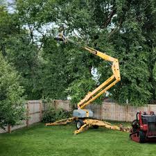 How Our Tree Care Process Works  in  Hilltop, MN