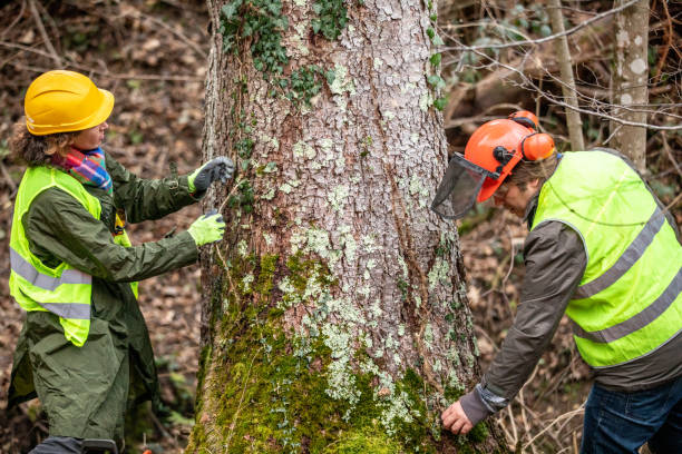 Best Root Management and Removal  in Hilltop, MN